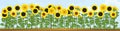 Yellow sunflower field and blue sky. Royalty Free Stock Photo